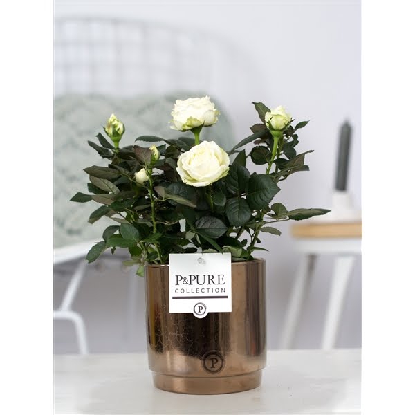 <h4>Rosa white in P&PURE Juliette ceramics goldbronze</h4>