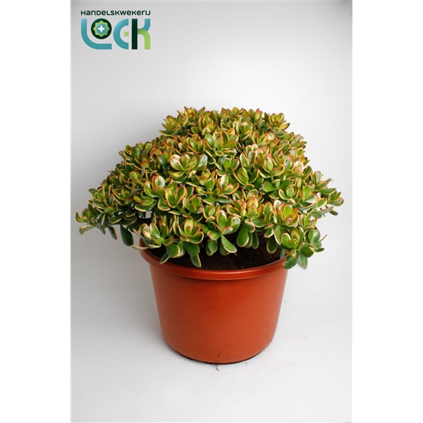 <h4>Crassula Sunset</h4>