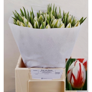 TU EN HAPPY GENERATI