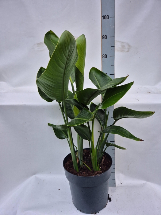 <h4>STRELITZIA NICOLAI</h4>
