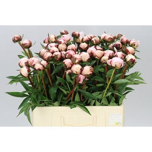 Paeonia Reine Hortens