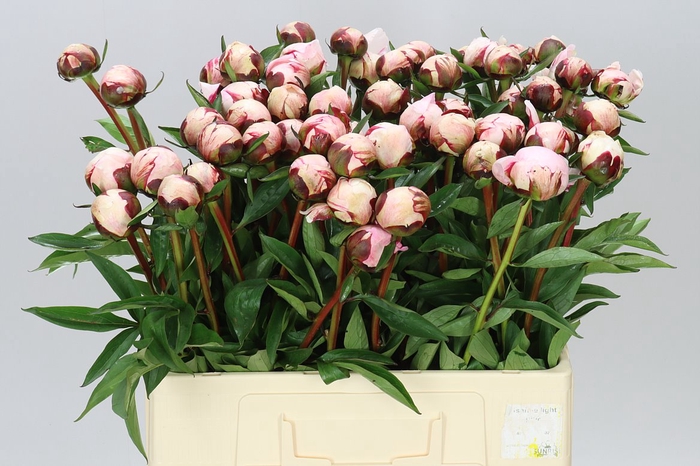<h4>Paeonia Reine Hortens</h4>