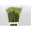 Nerine Vesta K