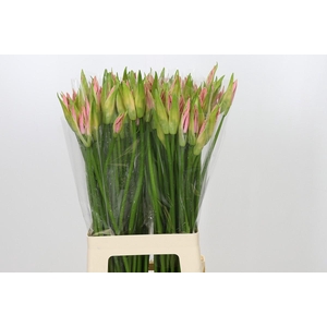 Nerine Vesta K