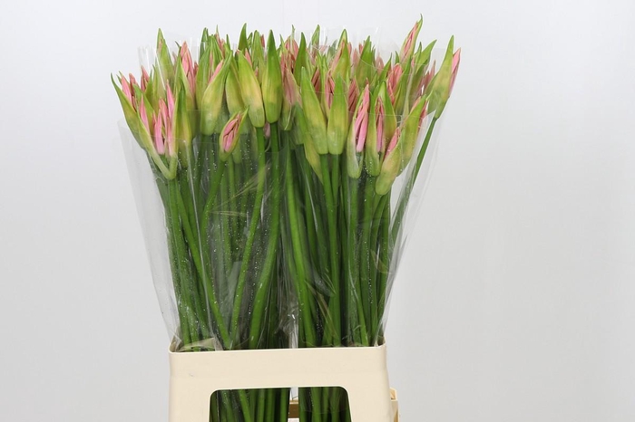 <h4>Nerine Vesta K</h4>