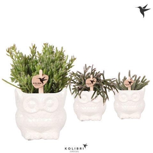 Kolibri Greens Rhipsalis mix in Owl pot white
