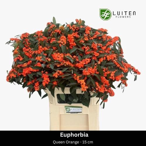 <h4>EUPH F T QUEEN ORANG</h4>