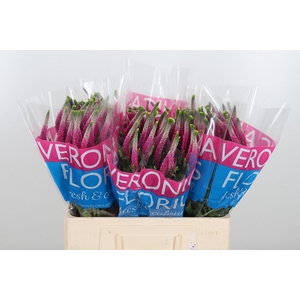 Veron Smart Artist