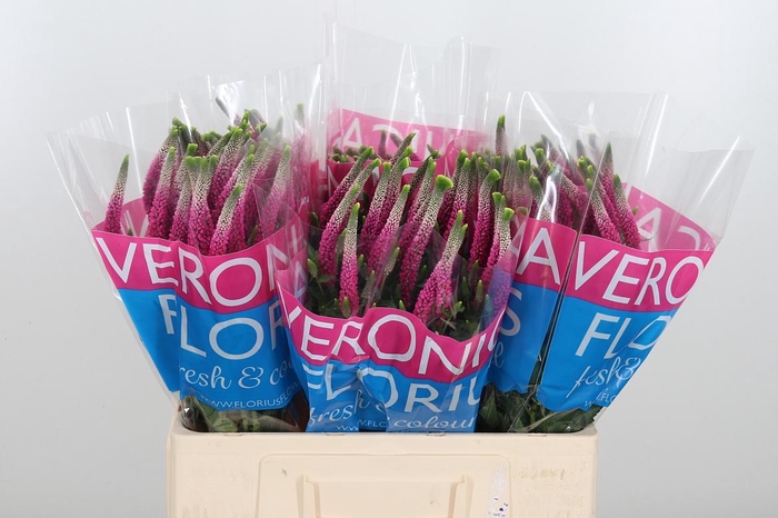 <h4>Veron Smart Artist</h4>