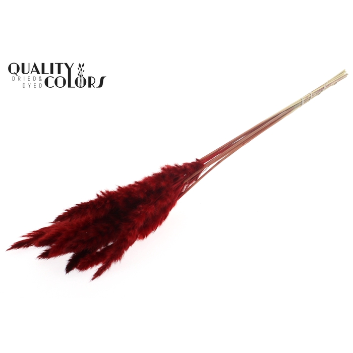 <h4>Fluffy Pampas 10pc/bunch Red</h4>