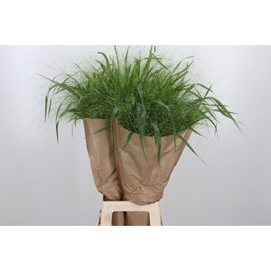 Panicum Fountain Extra