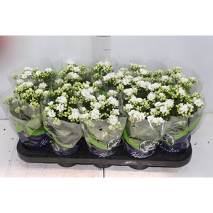 KALANCHOE DOBRADO P11 BRANCO