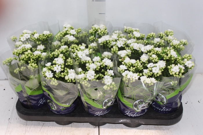 <h4>KALANCHOE DOBRADO P11 BRANCO</h4>