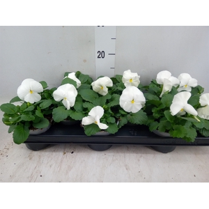 Viola wr. 'Delta Pure White'