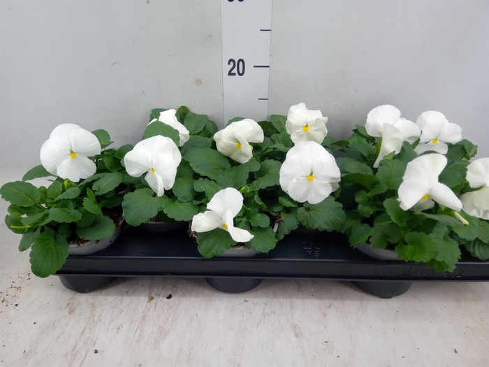 <h4>Viola wr. 'Delta Pure White'</h4>