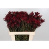 Leucadendron Blush Spray