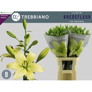 LI LA TREBBIANO