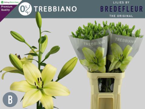 <h4>LI LA TREBBIANO</h4>