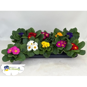 PRIM AC PARADISO GEM