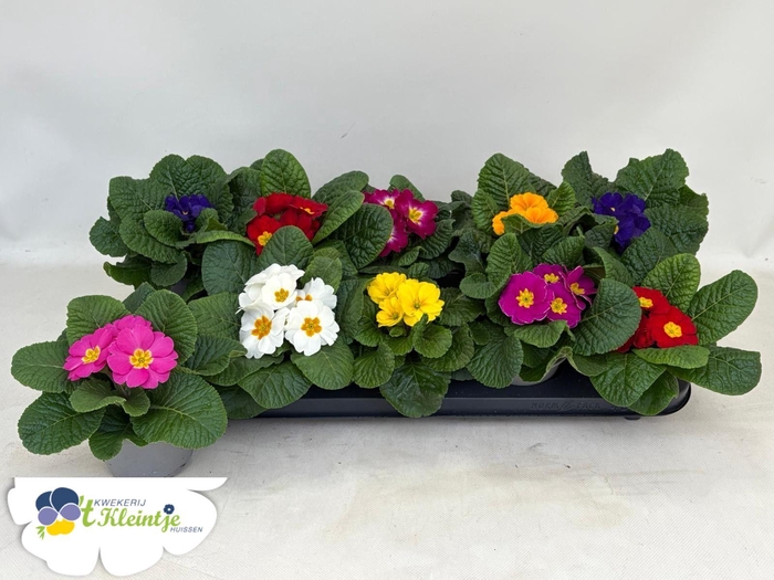 <h4>PRIM AC PARADISO GEM</h4>