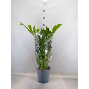 Philodendron bipinn. 'Little Hope'