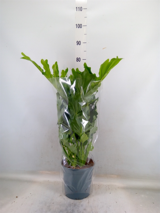 <h4>Philodendron bipinn. 'Little Hope'</h4>