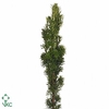 TAXUS GREEN PER BUNCH