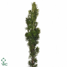 TAXUS GREEN PER BUNCH