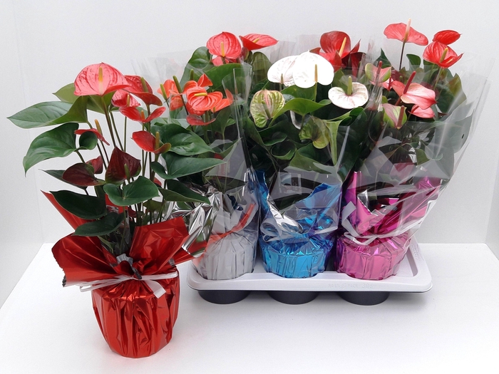 ANTHU AN ADIOS MIX RONDELLO