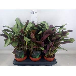 Ctenanthe burle-marxii 'Amagris'
