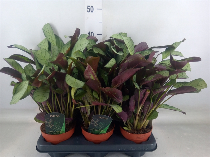 <h4>Ctenanthe burle-marxii 'Amagris'</h4>
