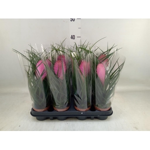 Tillandsia cyanea 'Anita'