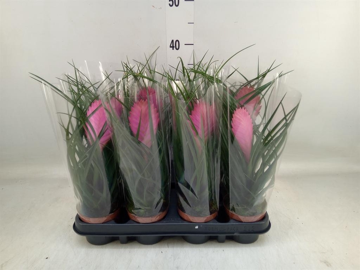 <h4>Tillandsia cyanea 'Anita'</h4>