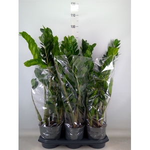 Zamioculcas zamiifolia