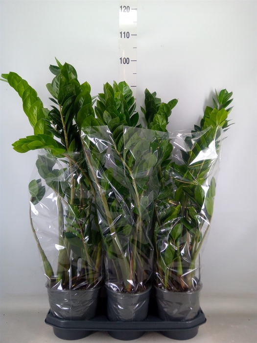 <h4>Zamioculcas zamiifolia</h4>