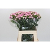 Dianthus Br Amazon Rose Magic