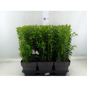 Buxus semp.   ...