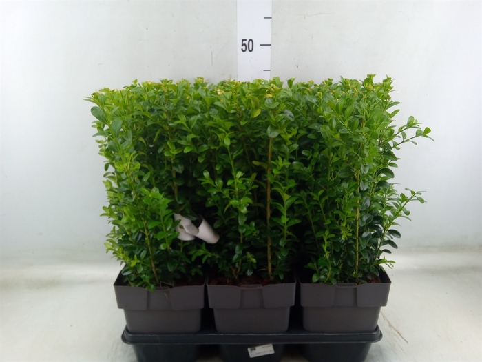 <h4>Buxus semp.   ...</h4>