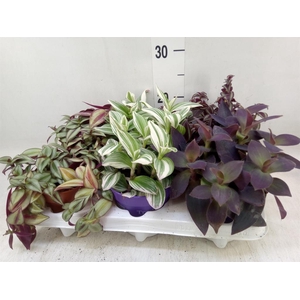 Tradescantia   ...mix