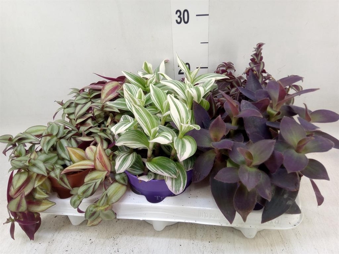 <h4>Tradescantia   ...mix</h4>