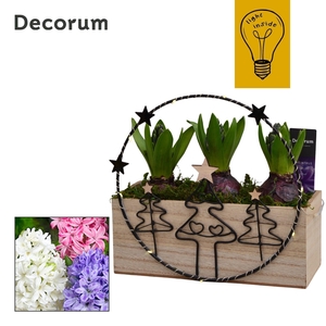 Hyacint KerstCirkel HL45312 [CHRISTMAS LIGHT]