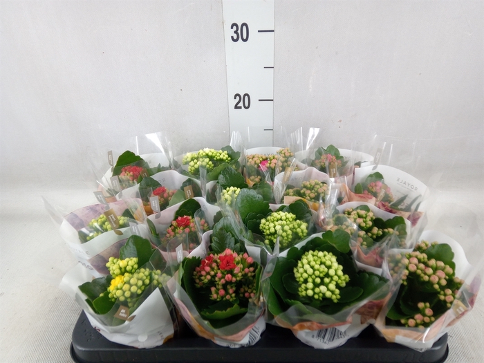 <h4>Kalanchoe blos. 'RoyalDon'   ..mix</h4>