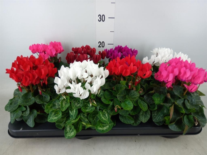 <h4>Cyclamen KL 'Compact'</h4>