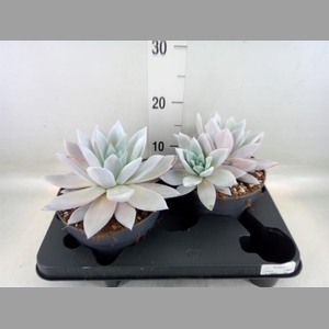 Echeveria  'Mexican Giant'