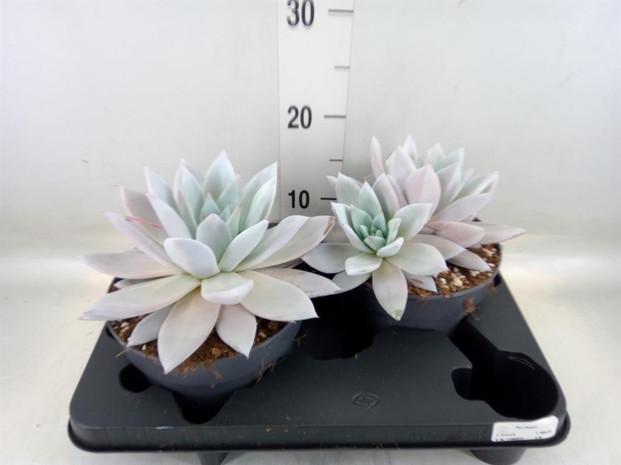 <h4>Echeveria  'Mexican Giant'</h4>