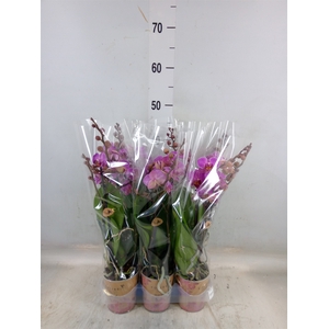 Phalaenopsis multi. 'Ant Hamburg'