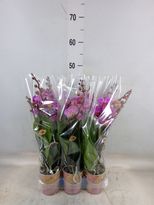 <h4>Phalaenopsis multi. 'Ant Hamburg'</h4>