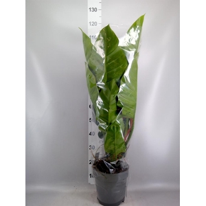 Philodendron  'Imperial Green'