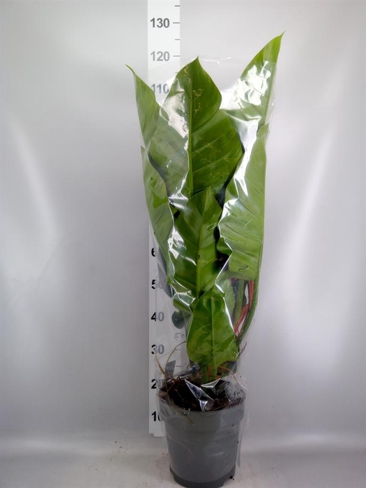 <h4>Philodendron 'Imperial Green'</h4>