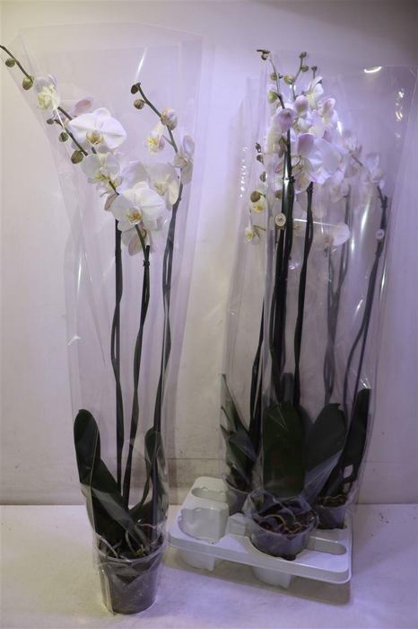 <h4>Phal Ov Wit</h4>